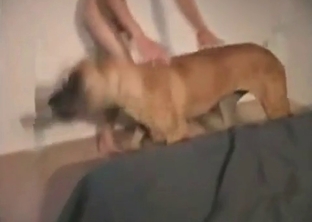 Puppy fucks a horny male