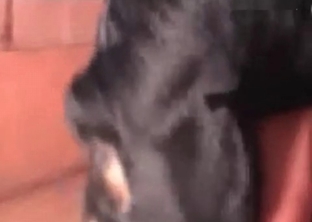 Pitbull brutally destroyed her holes