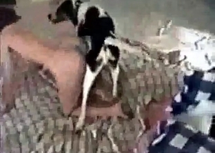 Owner and pooch have awesome bestiality sex
