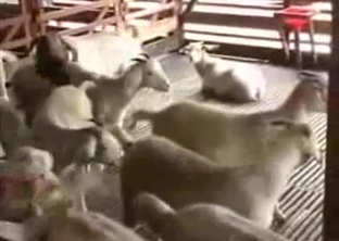 Young lambs are trying to fuck in barn