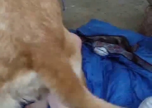 Sexy doggy drills my wife in the forest