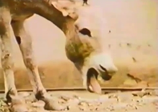 Mules are banging hard in doggy style pose