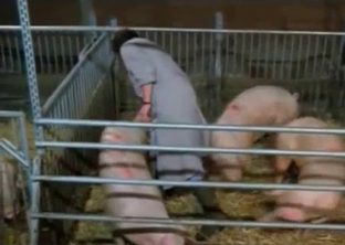 Zoo bestiality XXX in the barn with the real pigs