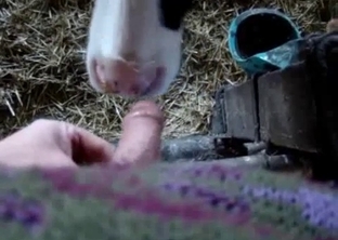 Horny farm animal hard fucked in the face