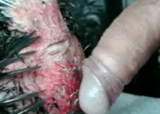 Cock fucked by big dick