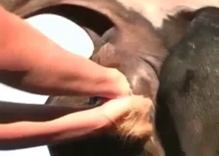 Horse and brunette in perfect bestiality