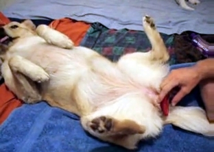 Sexy zoophile like filthy bestiality sex