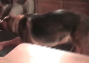 Dog forced into hardcore bestiality sex